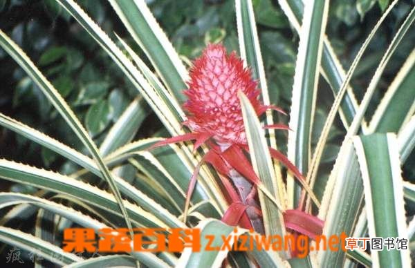 黑心金光菊的功效与作用