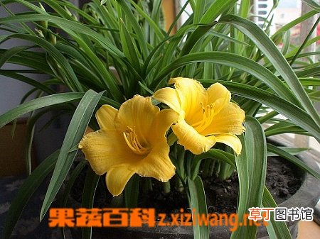 风毛菊的功效与作用