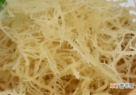 海龙须菜的功效与作用 吃海龙须菜的好处有哪些