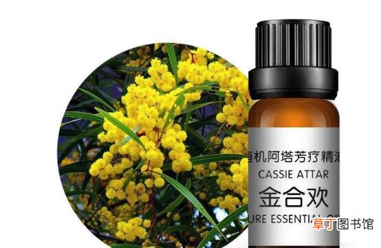 金合欢精油的功效与作用