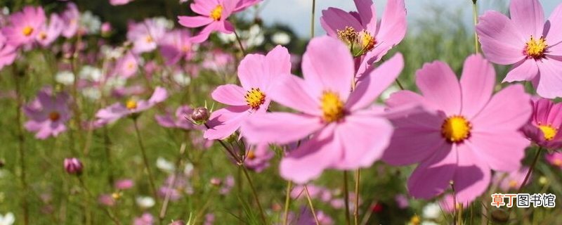 波斯菊和格桑花有什么区别