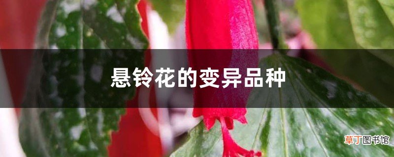 悬铃花的变异品种