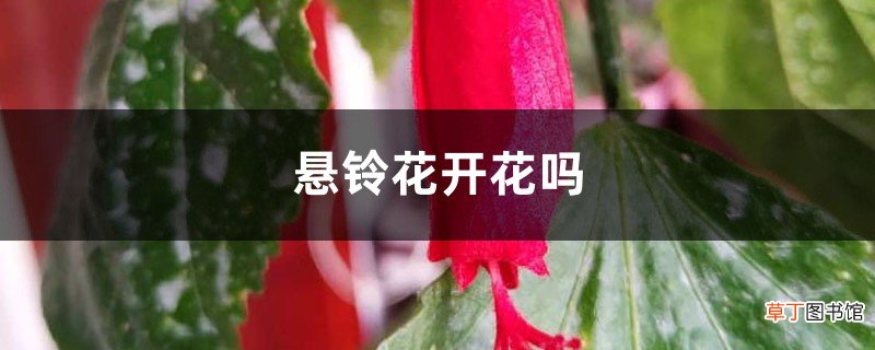 悬铃花开花吗
