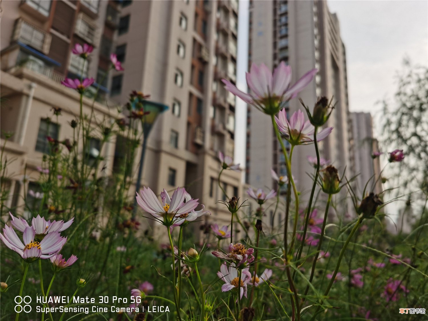波斯菊怎么养