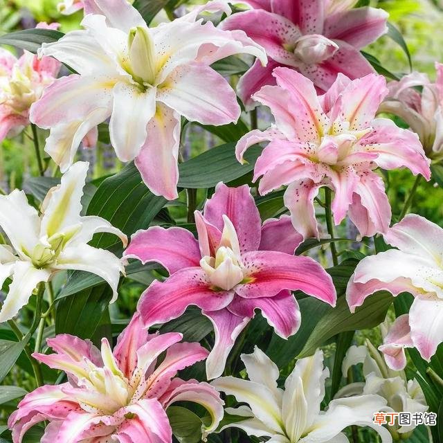 百合花开花后怎么养 百合花开花后怎么养护