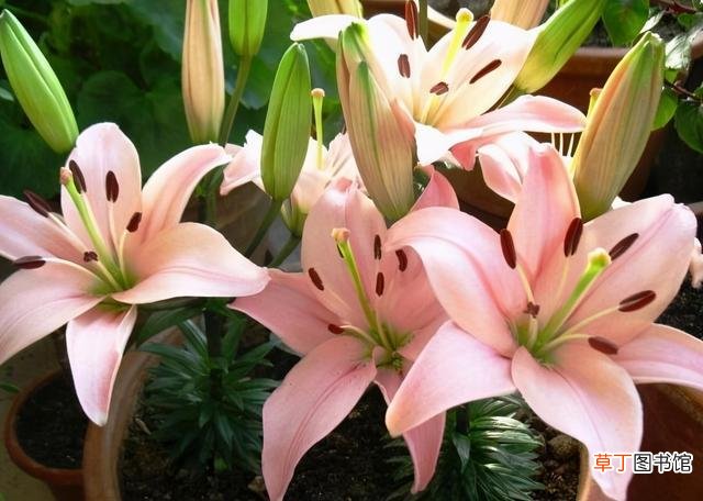 百合花开花后怎么养 百合花开花后怎么养护