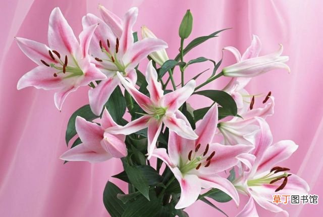 百合花开花后怎么养 百合花开花后怎么养护