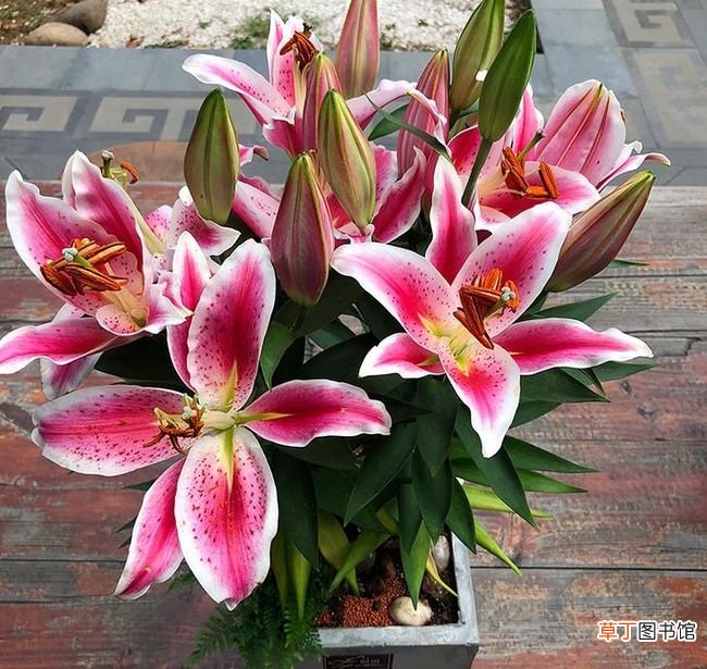 百合花开花后怎么养 百合花开花后怎么养护