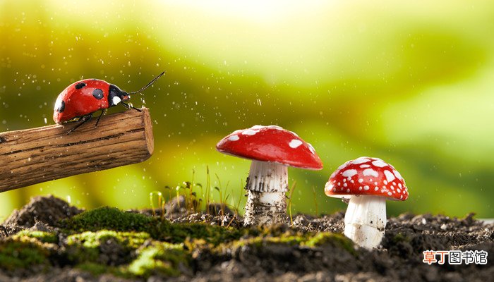 五星瓢虫是益虫还是害虫