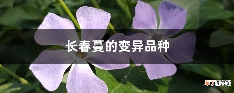 长春蔓的变异品种
