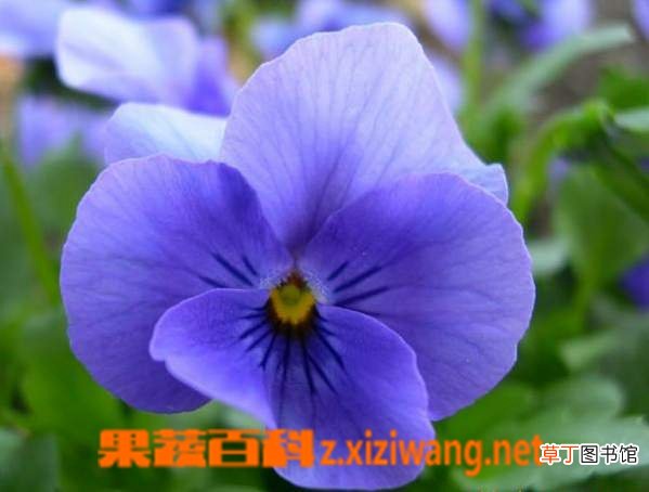 东北百合的功效与作用