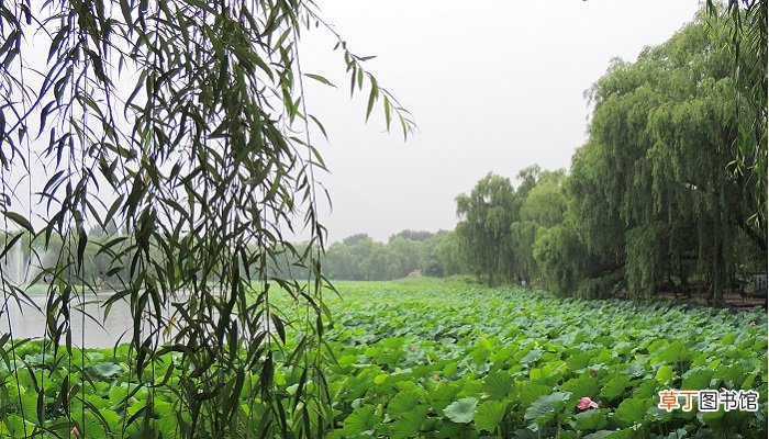 圆明园是世界闻名的什么