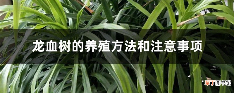 龙血树的养殖方法和注意事项 – 花百科