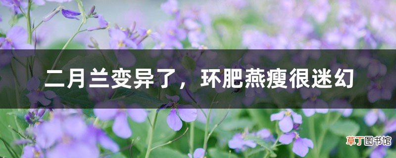 二月兰变异了,环肥燕瘦很迷幻