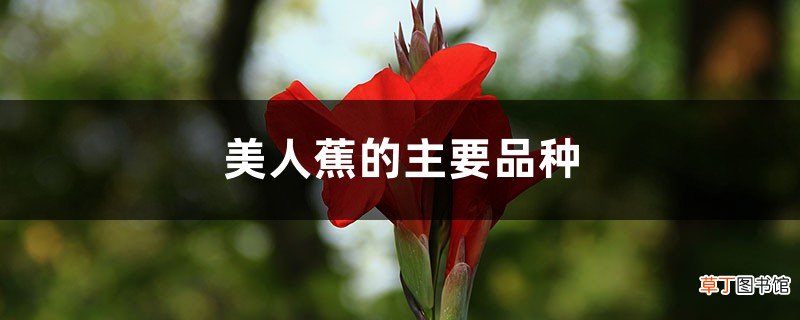 美人蕉的主要品种