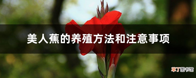 美人蕉的养殖方法和注意事项