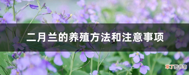 二月兰的养殖方法和注意事项
