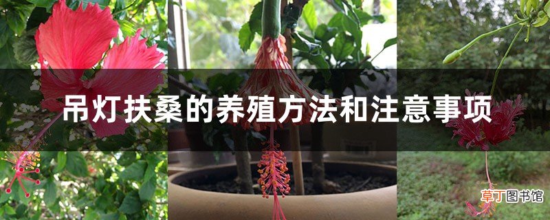 吊灯扶桑的养殖方法和注意事项