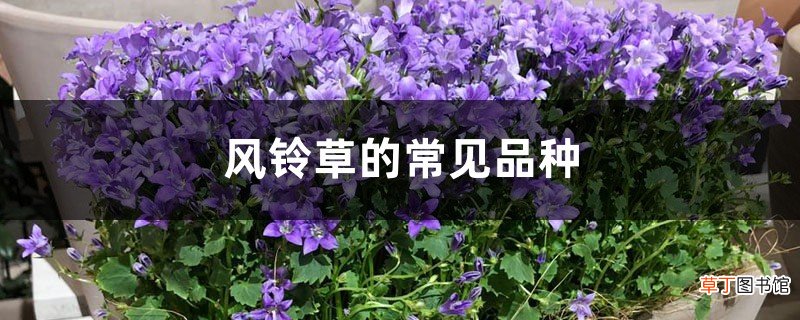 风铃草的常见品种