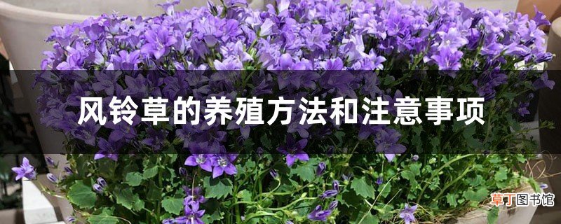 风铃草的养殖方法和注意事项