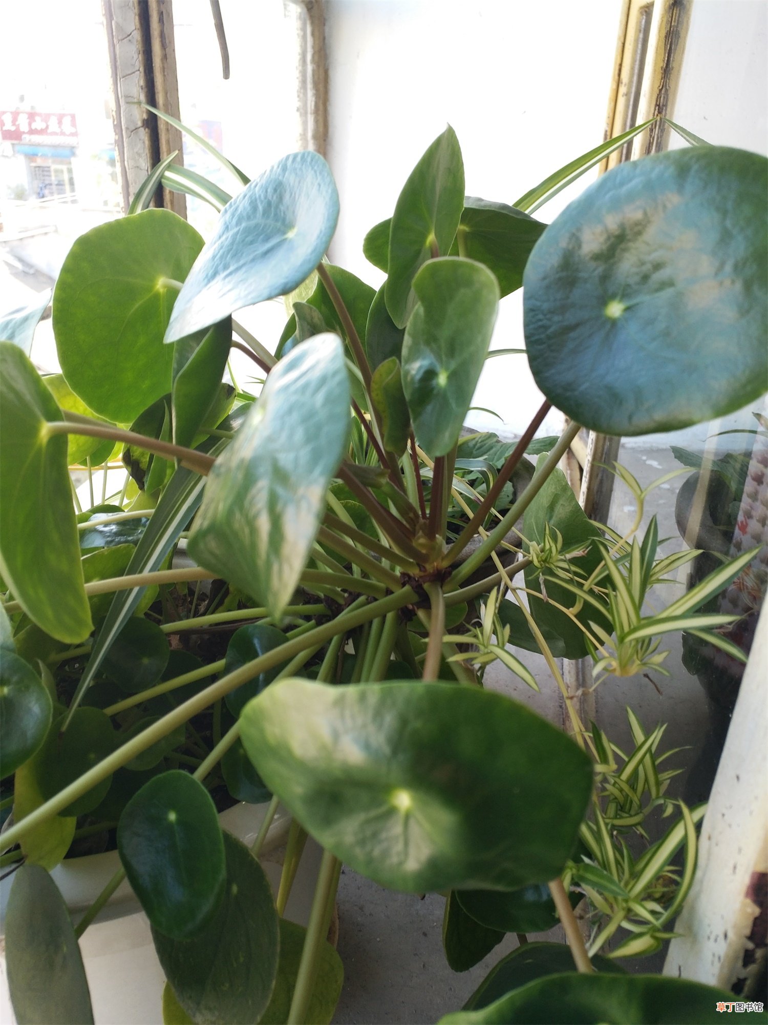 镜面草的养殖方法