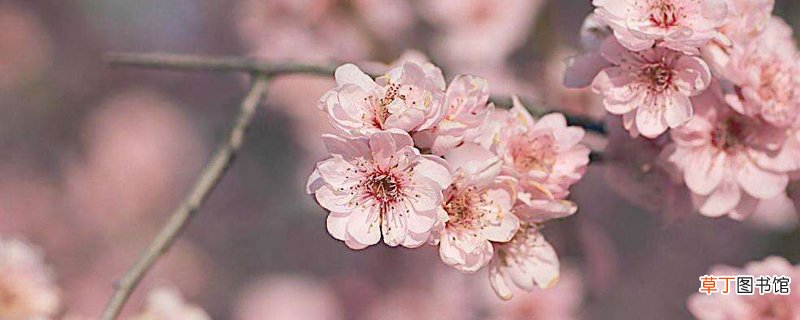 植物四君子是什么