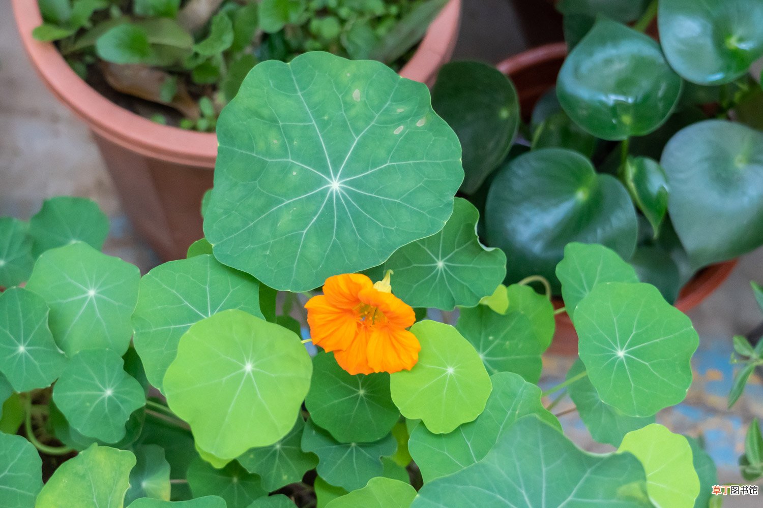 旱金莲的花语是什么
