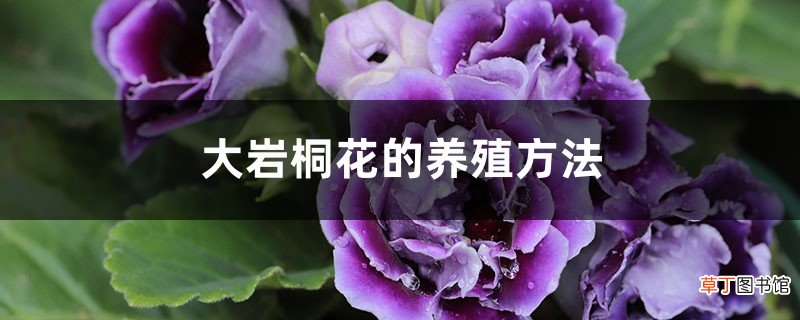 大岩桐花的养殖方法