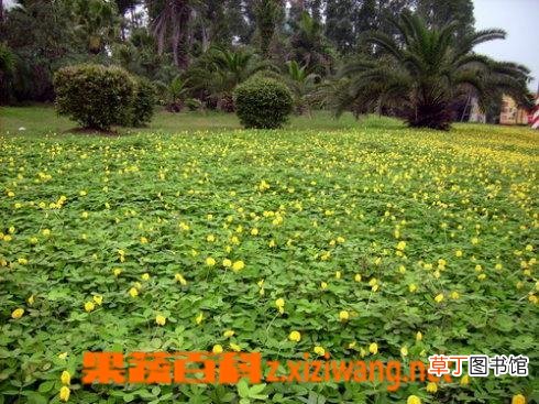 蔓花生的功效与作用
