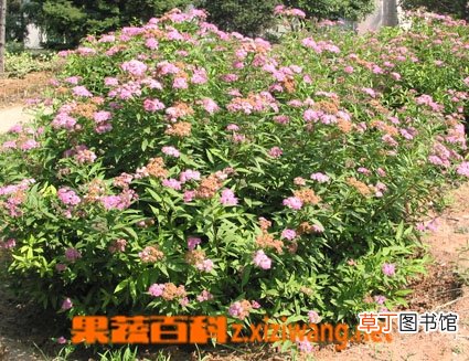 粉花绣线菊的功效与作用