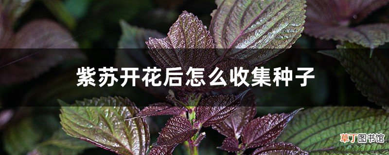 紫苏开花后怎么收集种子
