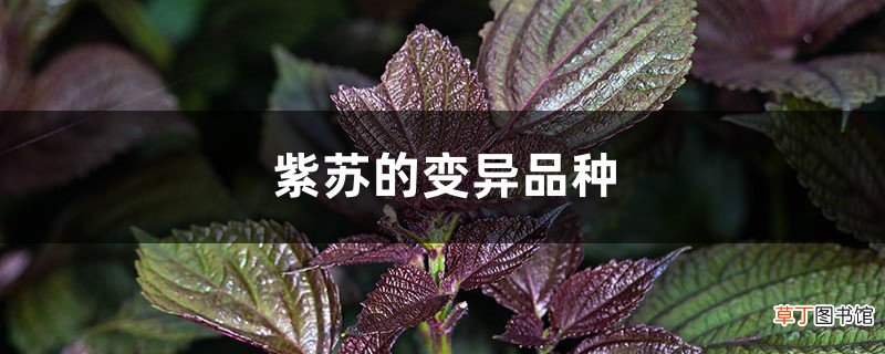 紫苏的变异品种
