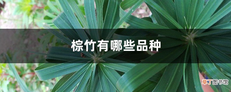 棕竹有哪些品种