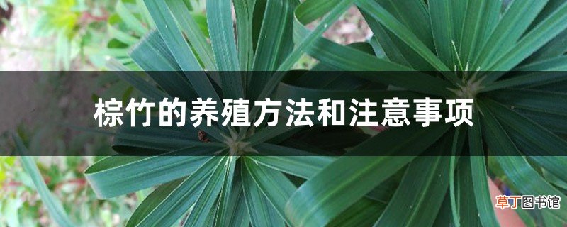 棕竹的养殖方法和注意事项