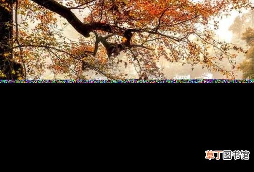 乡愁的诗句全文 写乡愁的古诗全首