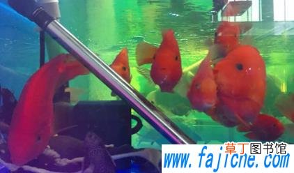怎样判断鱼缸加热棒是否漏电 鱼缸加热棒漏电对鱼有伤害吗