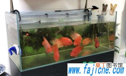 怎样判断鱼缸加热棒是否漏电 鱼缸加热棒漏电对鱼有伤害吗