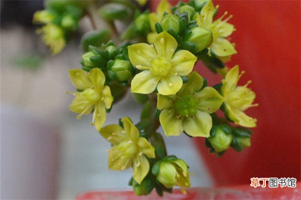小玉开完花会死吗 – 花百科
