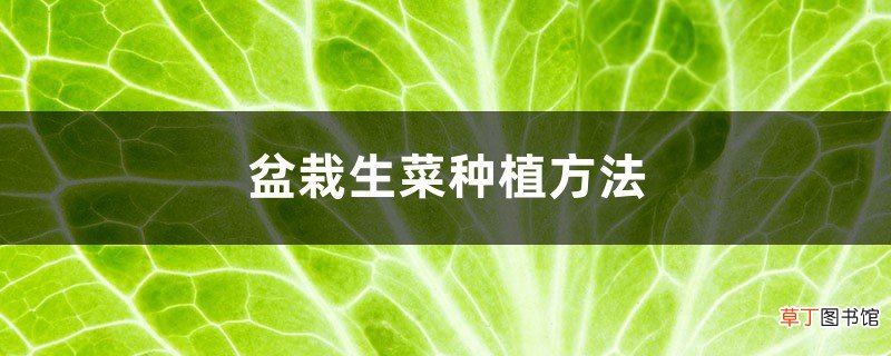 盆栽生菜种植方法