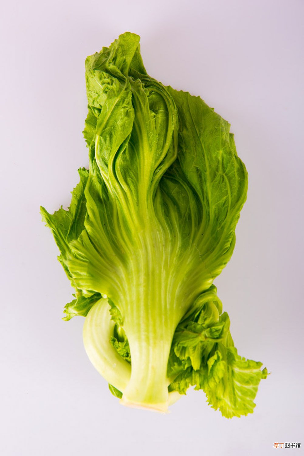 盆栽生菜种植方法
