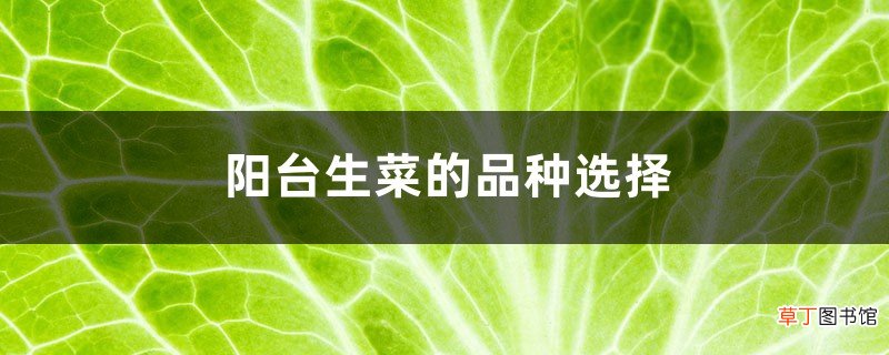 阳台生菜的品种选择