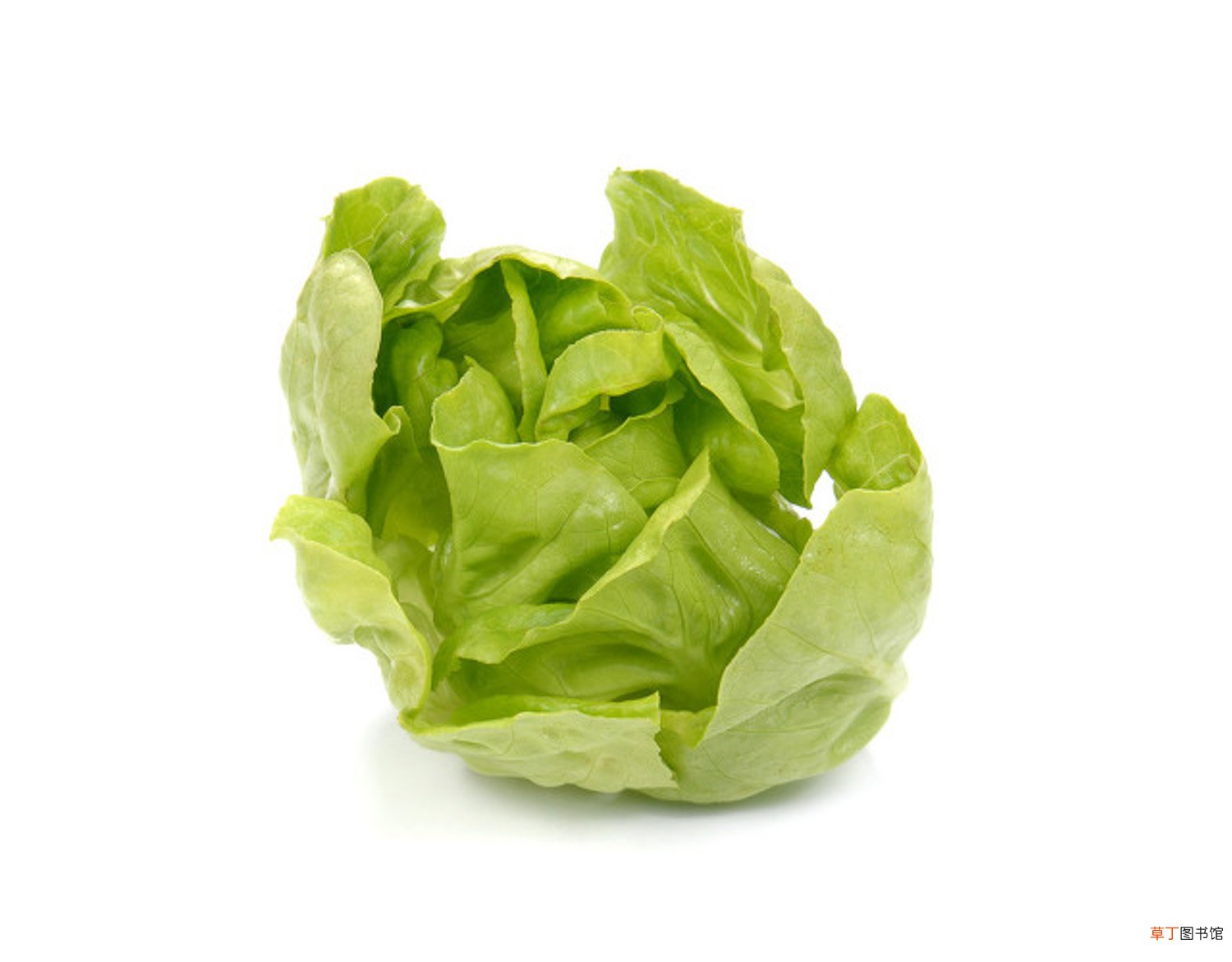 阳台生菜的品种选择