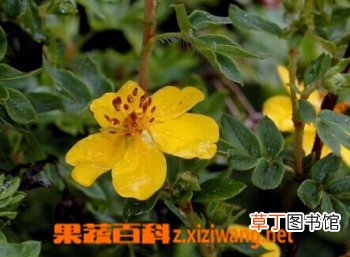 金露梅的功效与作用