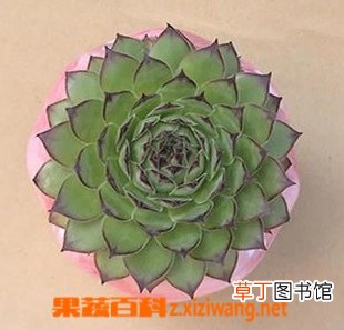 小苍兰的功效与作用