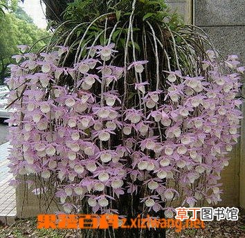 兜唇石斛的功效与作用