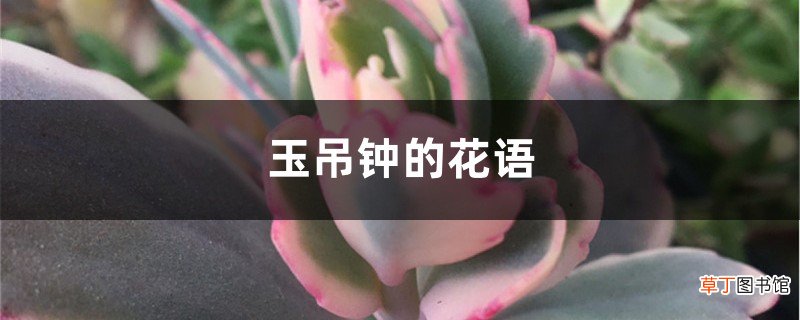 玉吊钟的花语