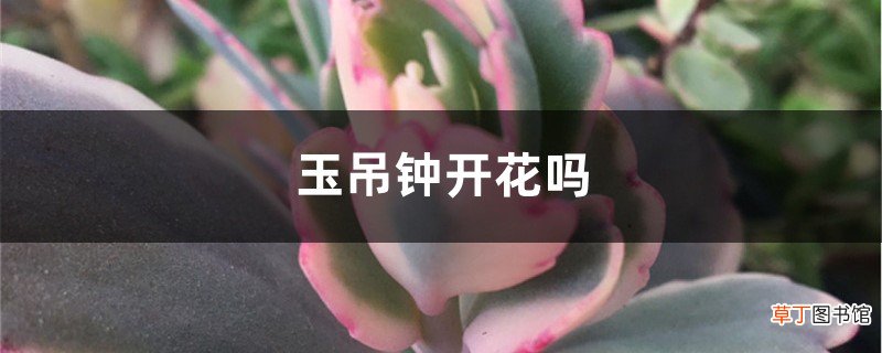 玉吊钟开花吗