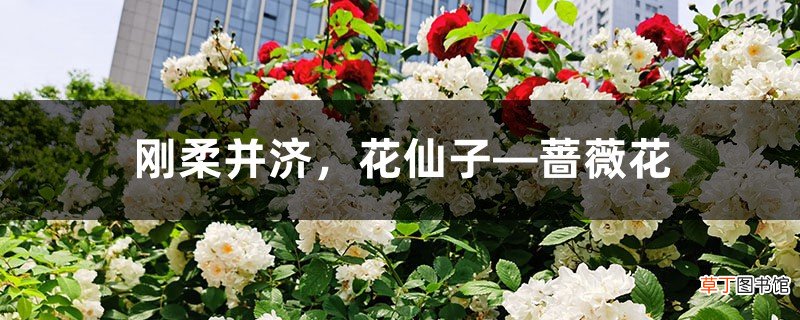 刚柔并济,花仙子—蔷薇花