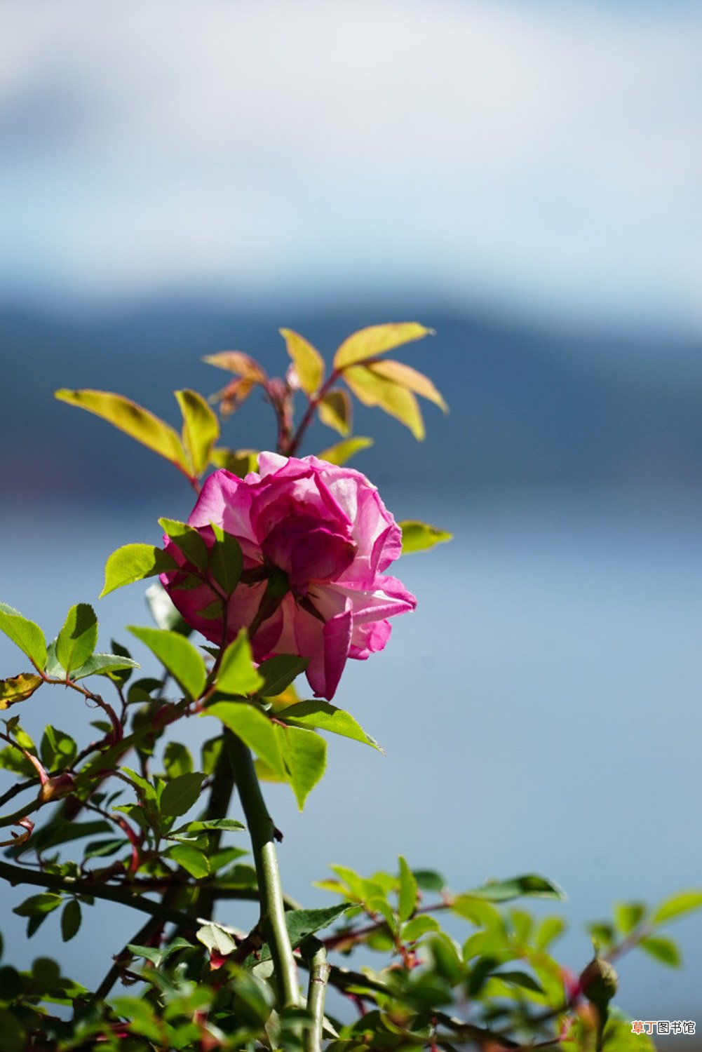 刚柔并济,花仙子—蔷薇花