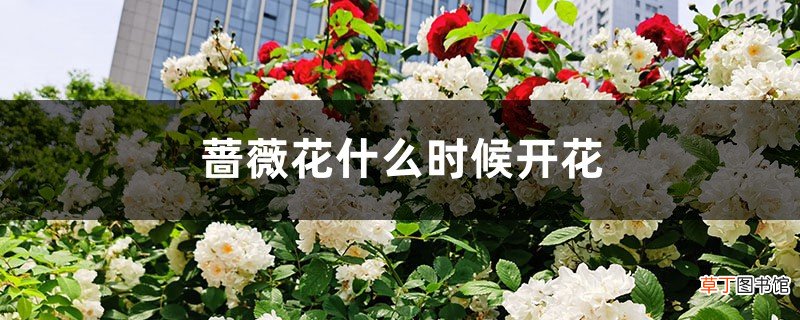蔷薇花什么时候开花